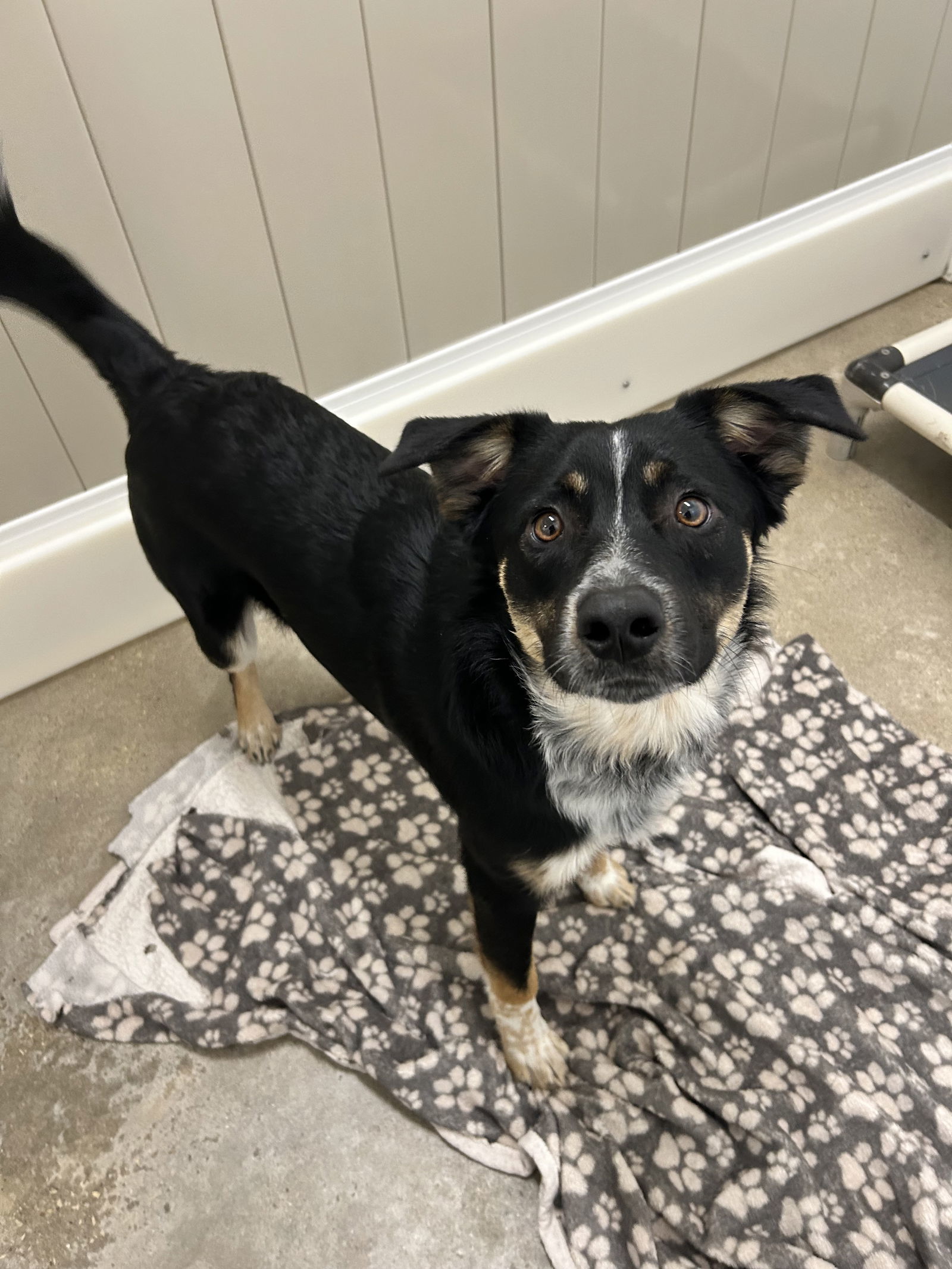 Trigg, an adoptable Australian Cattle Dog / Blue Heeler in Cedar Rapids, IA, 52405 | Photo Image 2