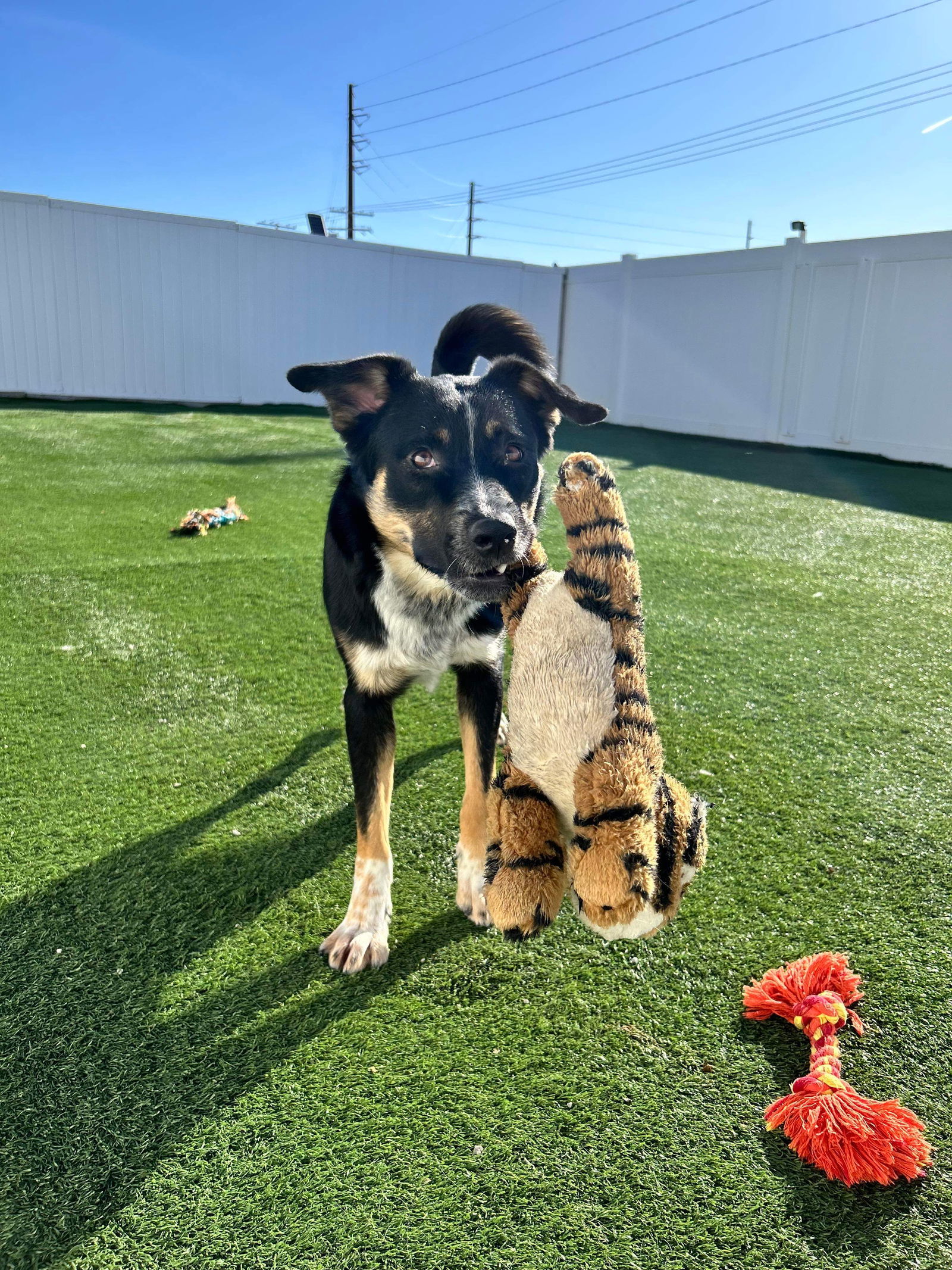 Trigg, an adoptable Australian Cattle Dog / Blue Heeler in Cedar Rapids, IA, 52405 | Photo Image 3