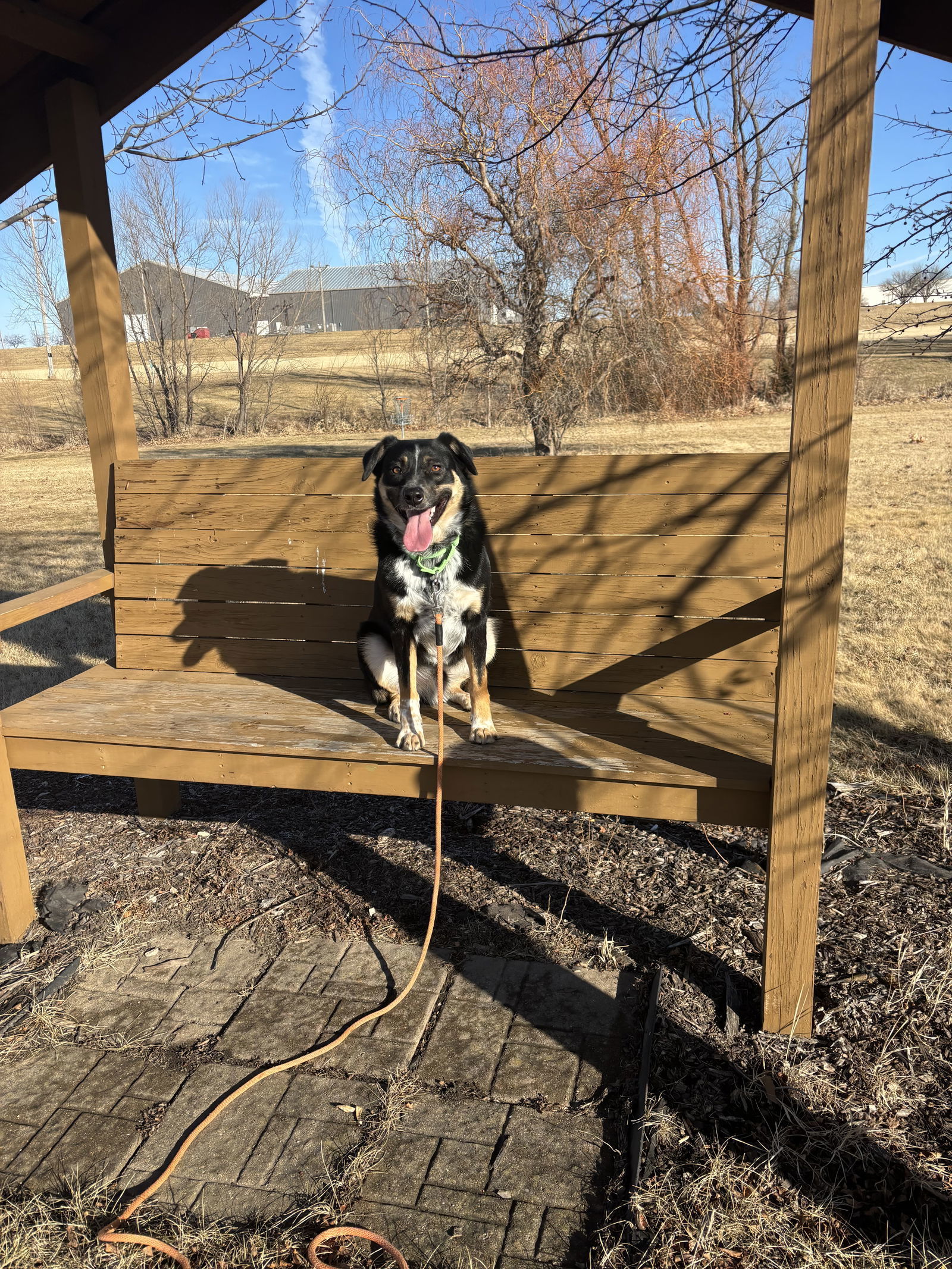 Trigg, an adoptable Australian Cattle Dog / Blue Heeler in Cedar Rapids, IA, 52405 | Photo Image 3