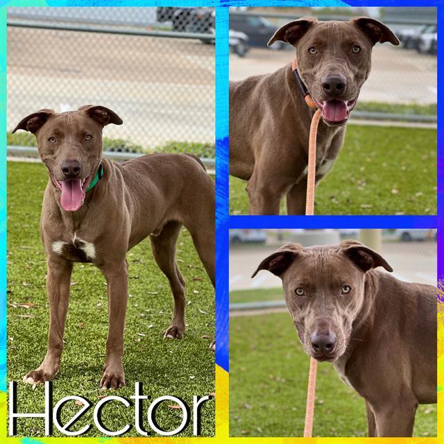 HECTOR, an adoptable Weimaraner, Mixed Breed in Pearland, TX, 77581 | Photo Image 1