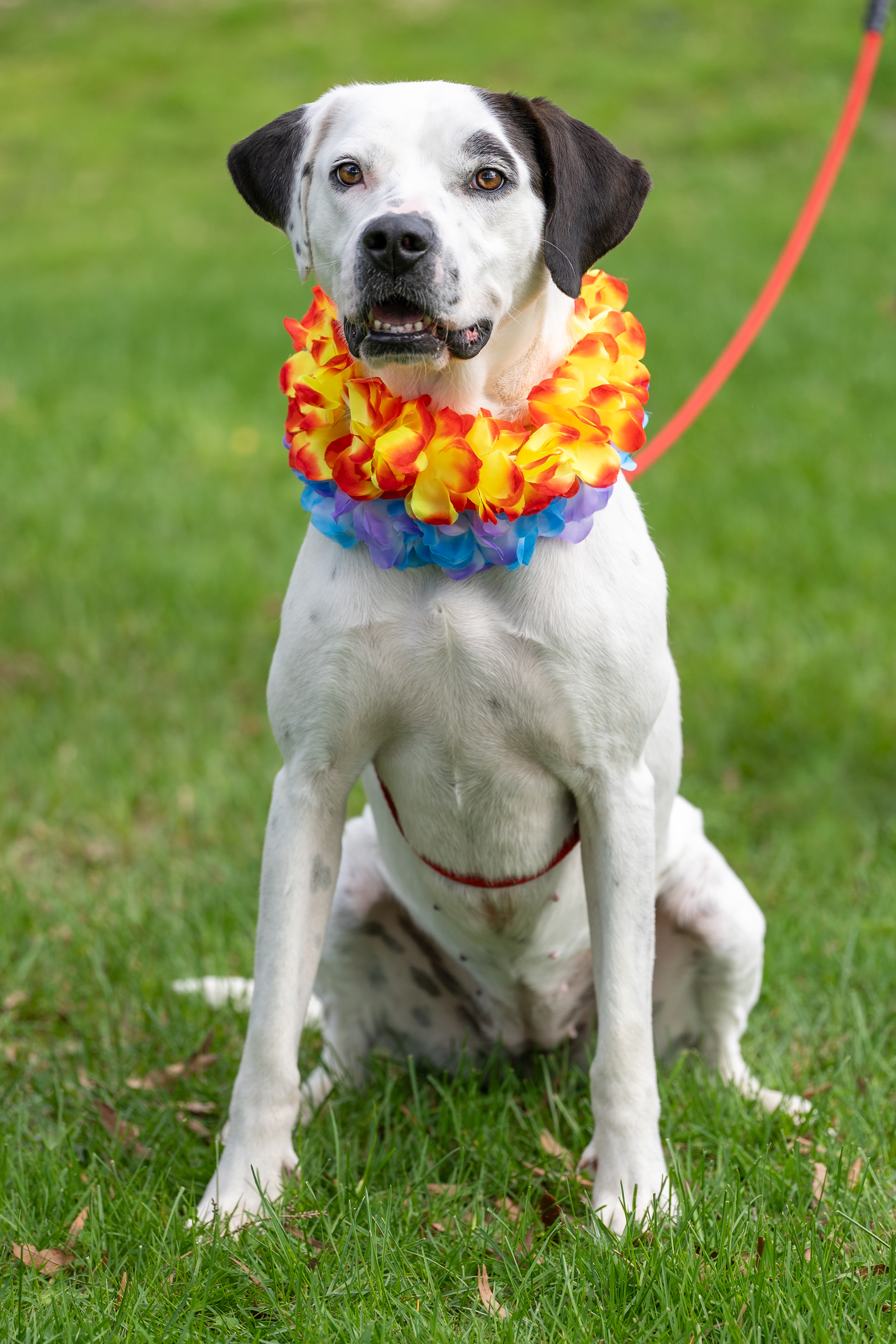 Lilly, an adoptable Dogo Argentino, Foxhound in Dillsburg, PA, 17019 | Photo Image 1