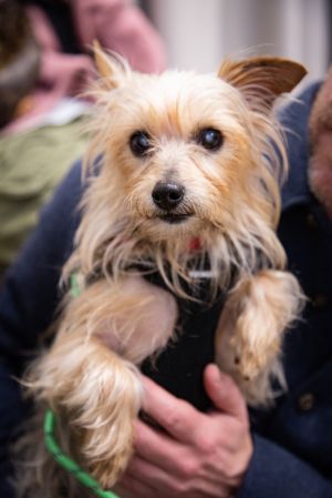 Rosie is a 5 year old 9 lbs Yorkie mix from San Diego She has adjusted slowly but surely during