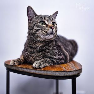 Gomez is a cute and chill brown tabby domestic shorthair that came to Murcis Mi