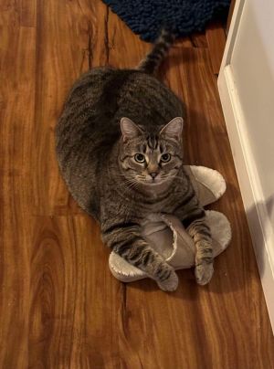 Gomez is a cute and chill brown tabby domestic shorthair who is incredibly sweet and will be your ne