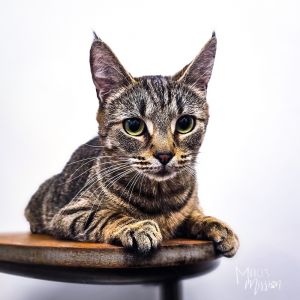 Bean is a cute and spunky brown tabby domestic shorthair that came to Murcis Mi