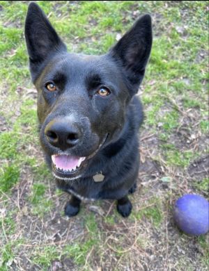 Roxie, Young Female German Shepherd Dog