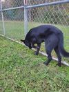 Roxie photo 2