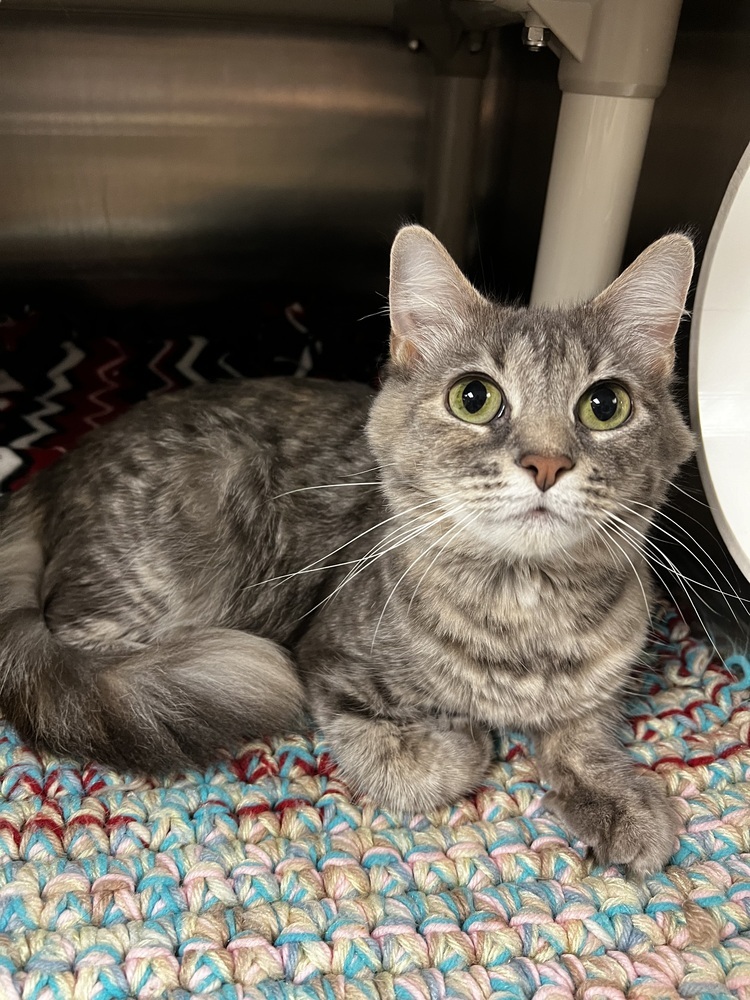 Quantum, an adoptable Domestic Medium Hair in Bemidji, MN, 56601 | Photo Image 1