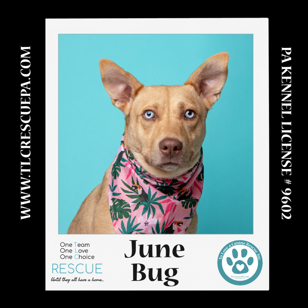 June Bug (Mom to June Bug's Bugs Life Pups) 012723
