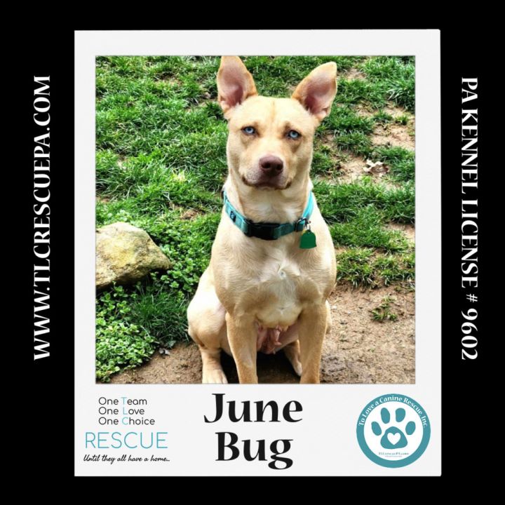 June Bug (Mom to June Bug's Bugs Life Pups) 012723 2