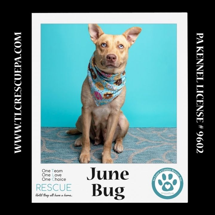 June Bug (Mom to June Bug's Bugs Life Pups) 012723 3