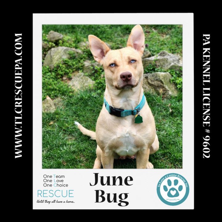 June Bug (Mom to June Bug's Bugs Life Pups) 012723 4