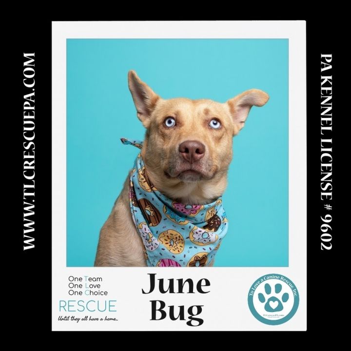 June Bug (Mom to June Bug's Bugs Life Pups) 012723 5