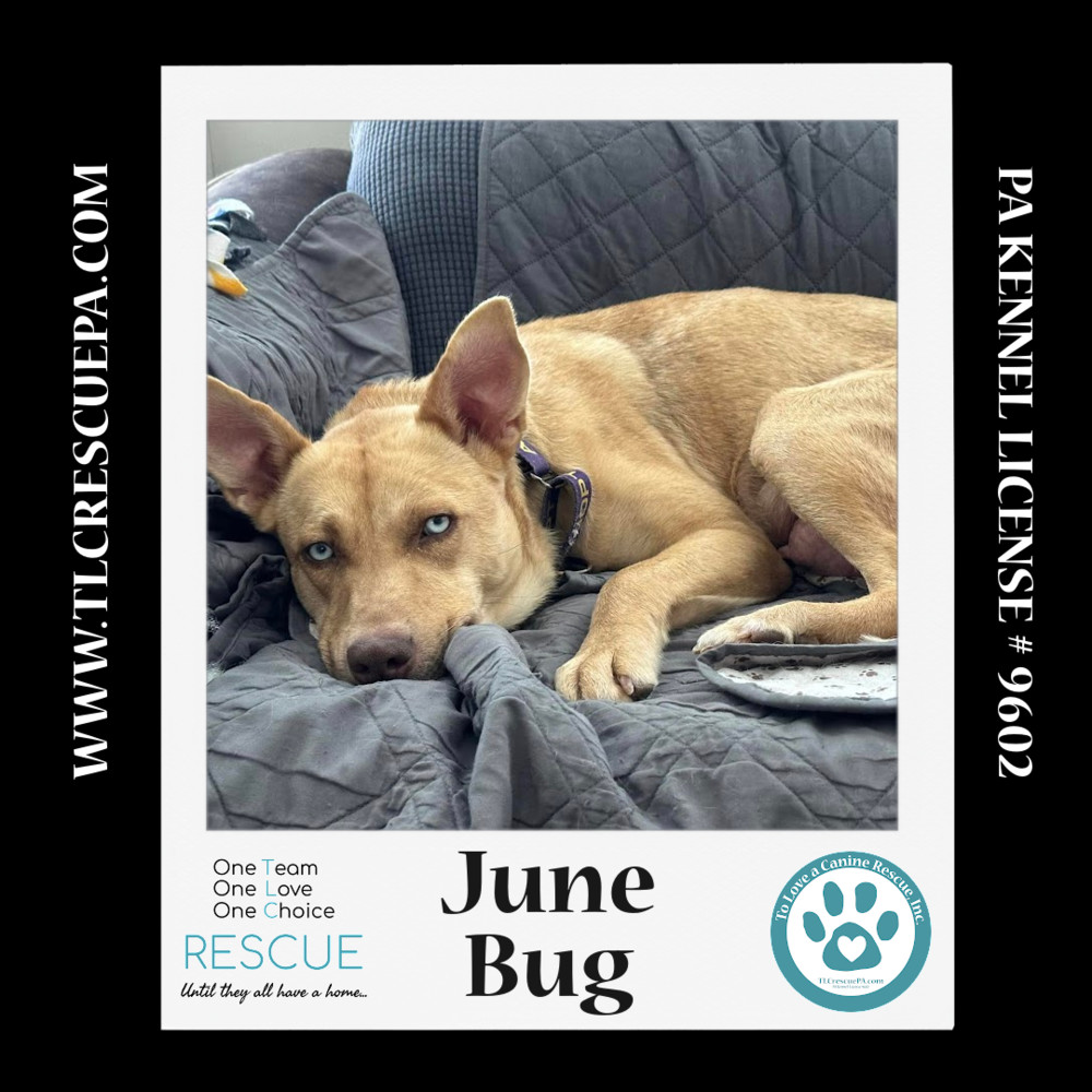 June Bug (Mom to June Bug's Bugs Life Pups) 012723