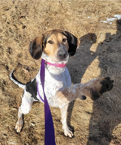 Maine coonhound store