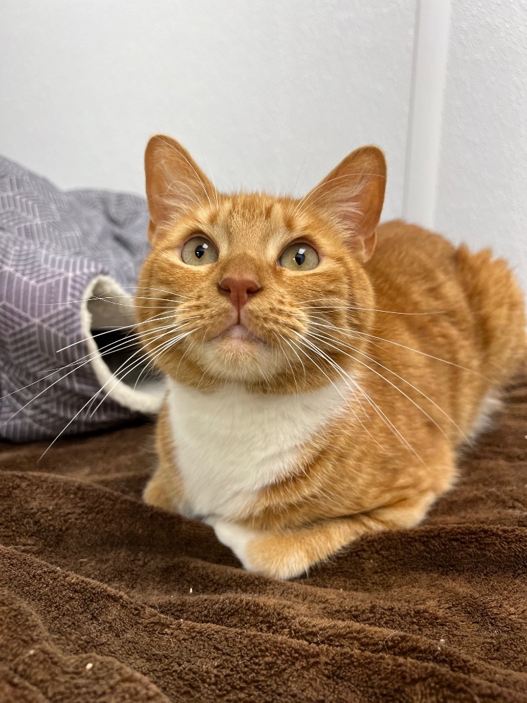 Wilson, an adoptable Domestic Short Hair in Corpus Christi, TX, 78414 | Photo Image 1