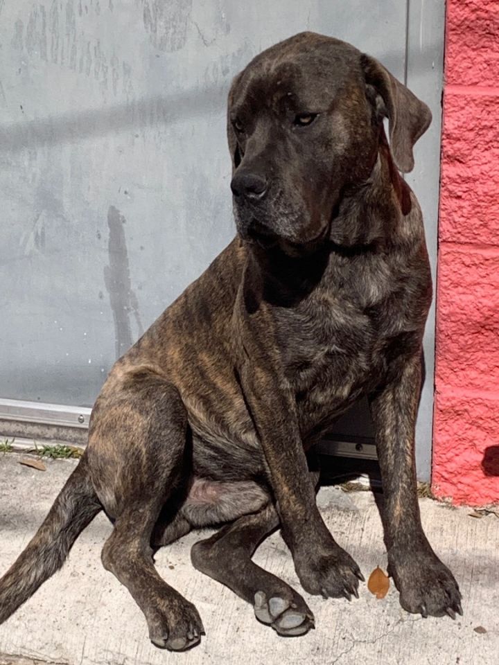 Petfinder store cane corso