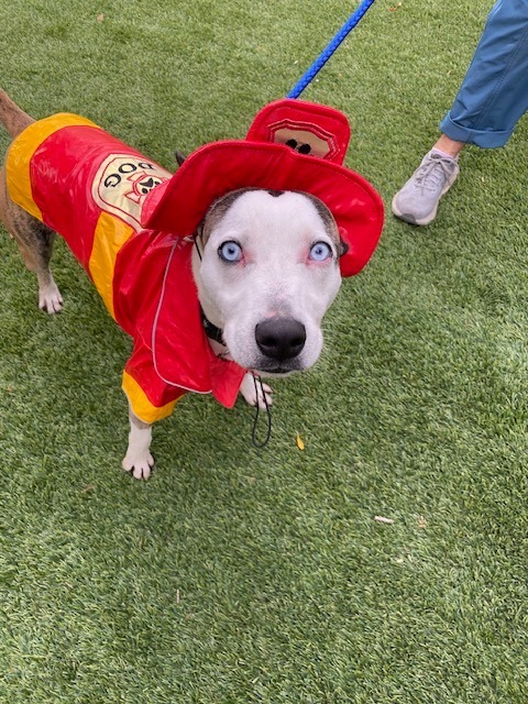 Zorro, an adoptable Australian Cattle Dog / Blue Heeler, Pit Bull Terrier in Chico, CA, 95928 | Photo Image 1