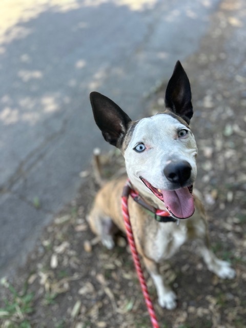 Zorro, an adoptable Australian Cattle Dog / Blue Heeler, Pit Bull Terrier in Chico, CA, 95928 | Photo Image 1