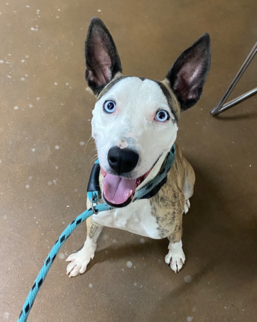 Zorro, an adoptable Australian Cattle Dog / Blue Heeler, Pit Bull Terrier in Chico, CA, 95928 | Photo Image 2