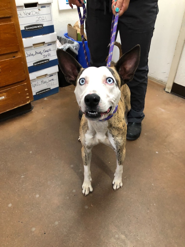 Zorro, an adoptable Australian Cattle Dog / Blue Heeler, Pit Bull Terrier in Chico, CA, 95928 | Photo Image 3