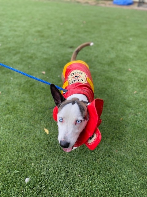 Zorro, an adoptable Australian Cattle Dog / Blue Heeler, Pit Bull Terrier in Chico, CA, 95928 | Photo Image 4