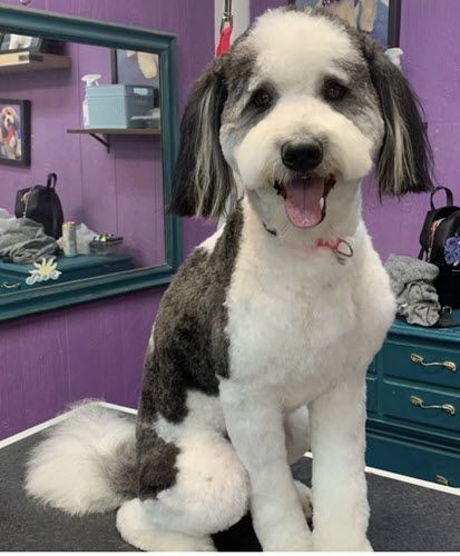 Petfinder aussiedoodle store