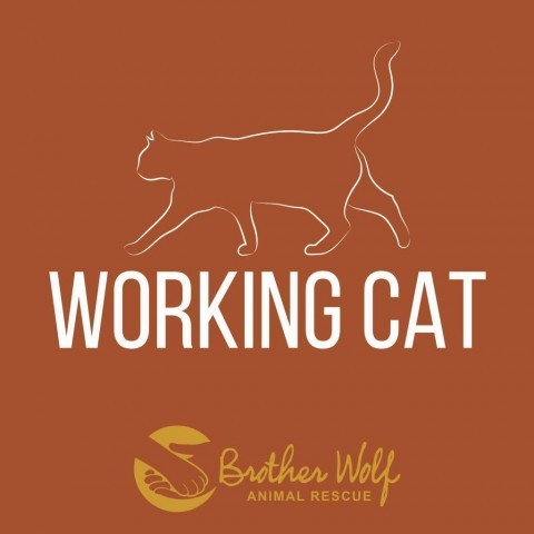Iracebeth - Working Cat
