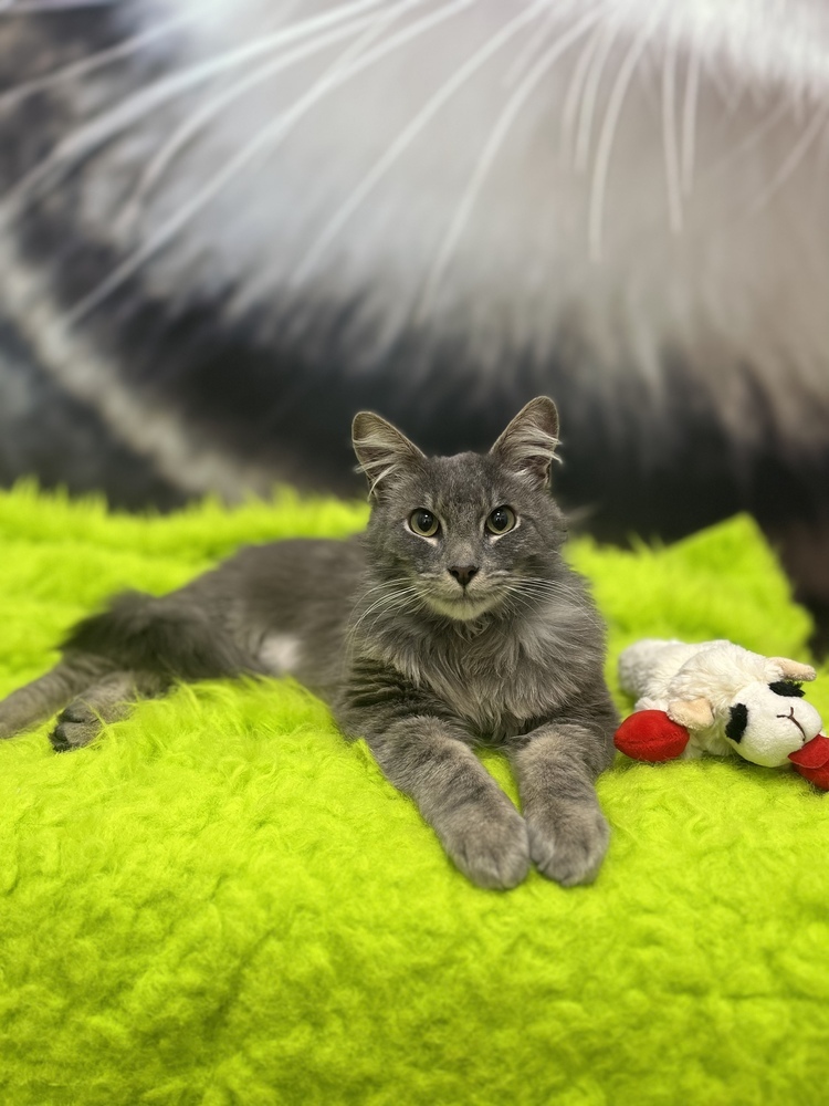 Allegro, an adoptable Maine Coon, Persian in Calimesa, CA, 92320 | Photo Image 1