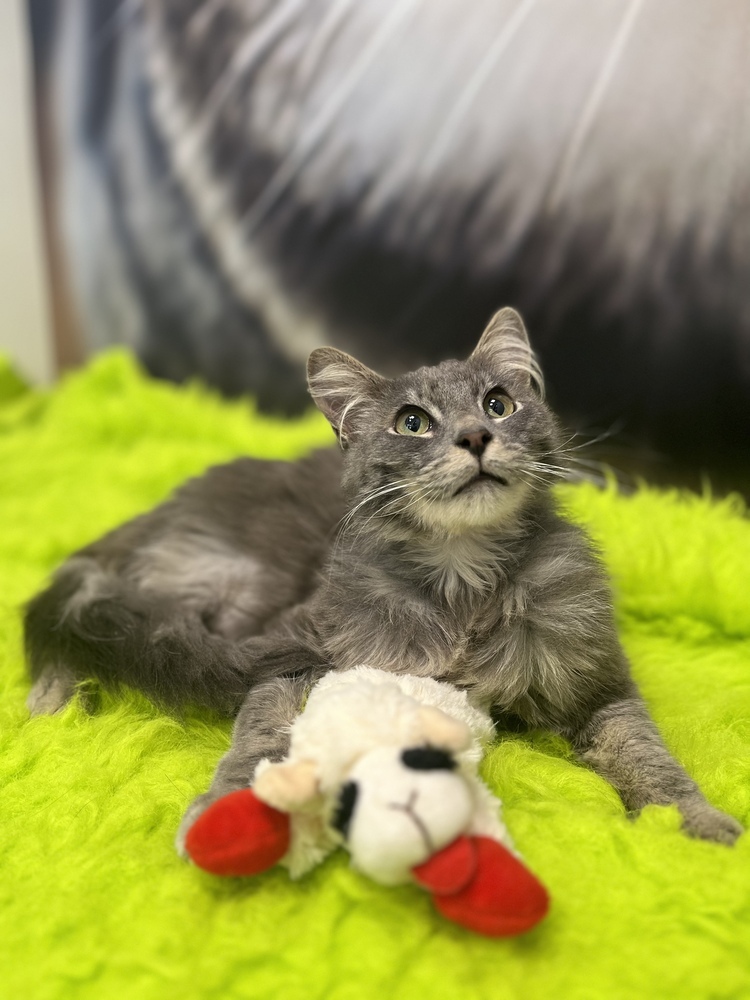 Allegro, an adoptable Maine Coon, Persian in Calimesa, CA, 92320 | Photo Image 2