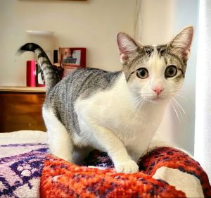 Hi my name is Carter I am a big handsome 1 year old kitty I am friendly playful and curious