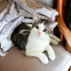 Hi my name is Carter I am a big handsome eight month old male kitty I am friendly playful an