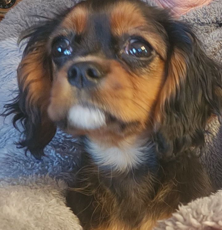 Petfinder cavalier king store charles