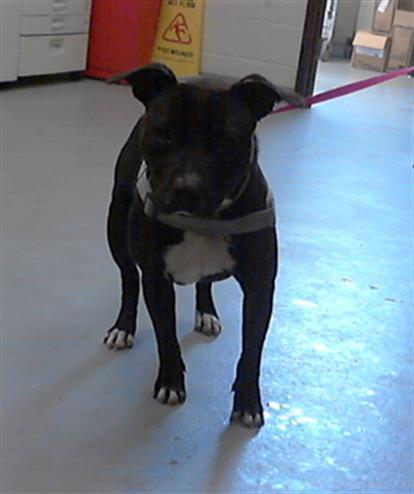 GHOST, an adoptable Pit Bull Terrier in Fayetteville, NC, 28302 | Photo Image 1