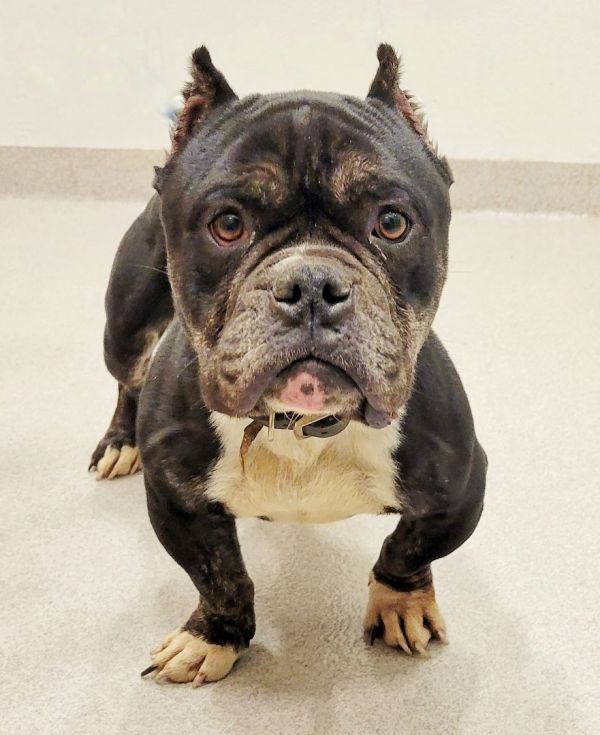 Babylon best sale animal shelter