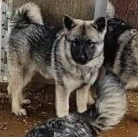 Elkhound 2024 mix puppies