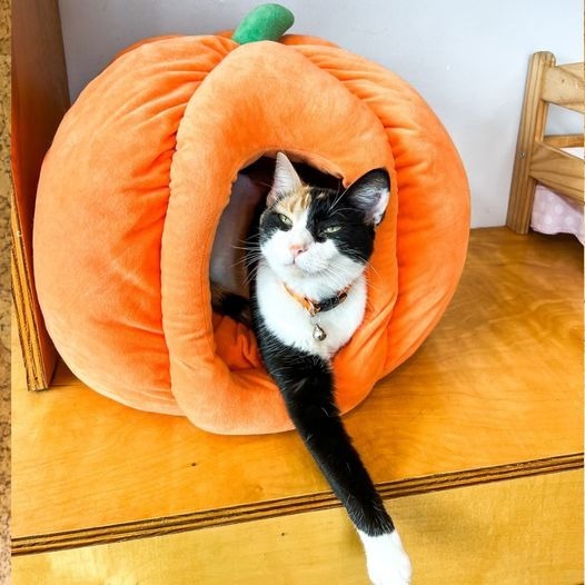 Audra, an adoptable Domestic Short Hair in St. Louis, MO, 63119 | Photo Image 1