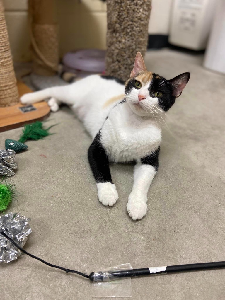 Audra, an adoptable Domestic Short Hair in St. Louis, MO, 63119 | Photo Image 2