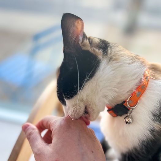 Audra, an adoptable Domestic Short Hair in St. Louis, MO, 63119 | Photo Image 4