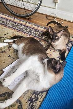 Hi Were Hershey and Cadbury We were rescued in Doha Qatar We were rescued from a colony where a