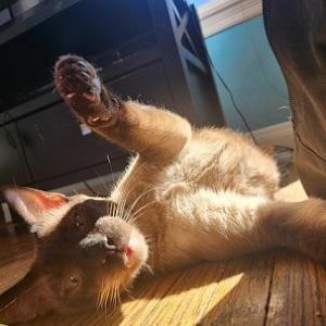 Hershey Siamese Cat