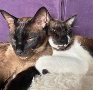 Hi Were Hershey and Cadbury We were rescued in Doha Qatar  We were rescued from a colony where 