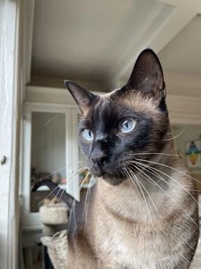 Hershey Siamese Cat