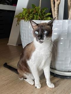 Hi Im Cadbury I was rescued in Doha Qatar  I was living in a colony where a kind human