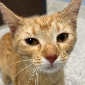 Female kittens for hot sale adoption near me