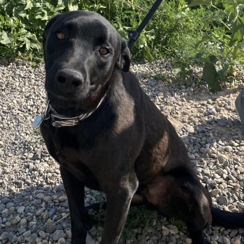 Kinney, an adoptable Australian Kelpie, Cattle Dog in Cedaredge, CO, 81413 | Photo Image 1