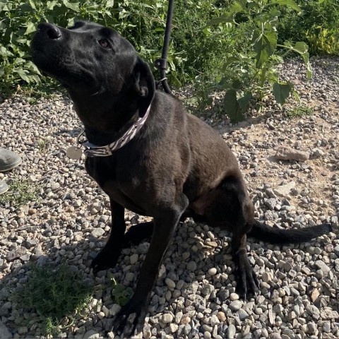 Kinney, an adoptable Australian Kelpie, Cattle Dog in Cedaredge, CO, 81413 | Photo Image 3