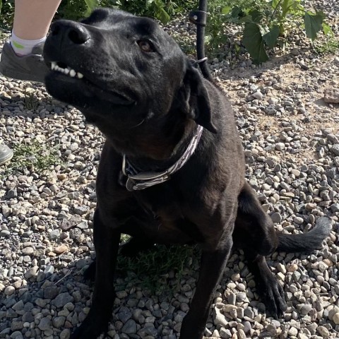 Kinney, an adoptable Australian Kelpie, Cattle Dog in Cedaredge, CO, 81413 | Photo Image 5