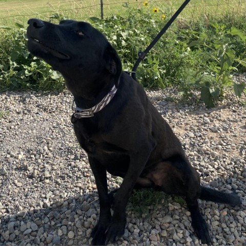 Kinney, an adoptable Australian Kelpie, Cattle Dog in Cedaredge, CO, 81413 | Photo Image 6