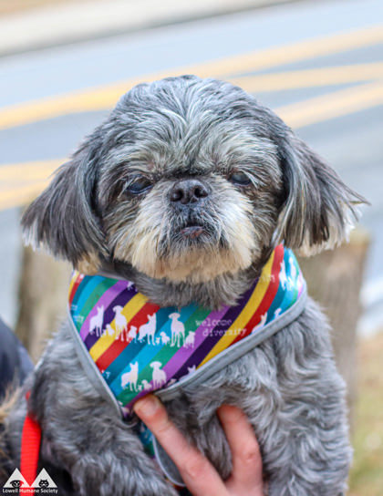 Shih tzu hot sale humane society